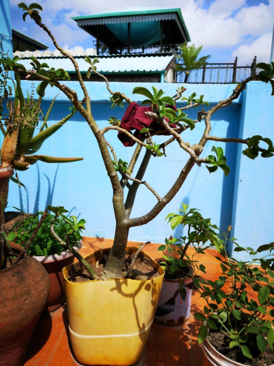Bottoms Up Hostel Zanzibar ภายนอก รูปภาพ
